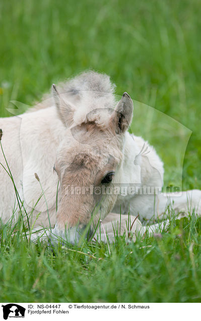 Fjordpferd Fohlen / Fjord Horse Foal / NS-04447