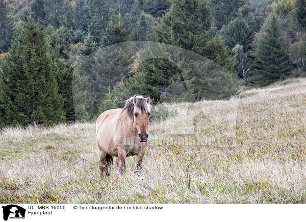 Fjordpferd / Fjord horse / MBS-16055