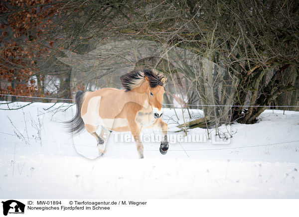 Norwegisches Fjordpferd im Schnee / Norwegian Fjord Horse in snow / MW-01894