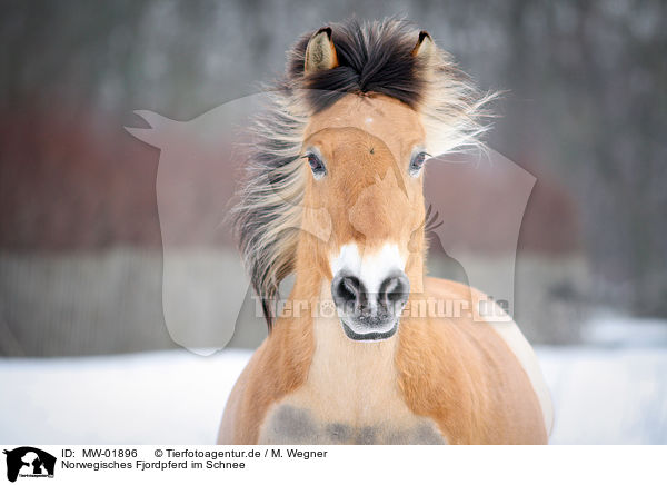 Norwegisches Fjordpferd im Schnee / Norwegian Fjord Horse in snow / MW-01896