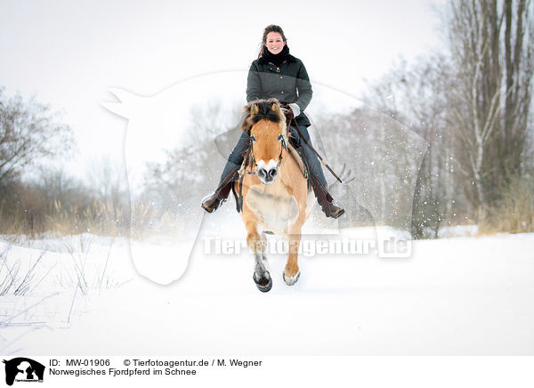 Norwegisches Fjordpferd im Schnee / MW-01906