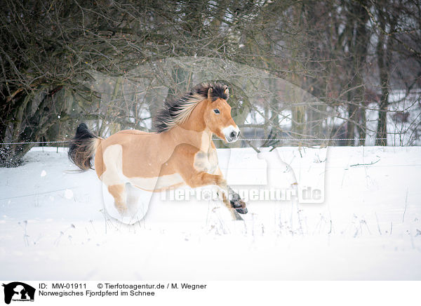 Norwegisches Fjordpferd im Schnee / MW-01911