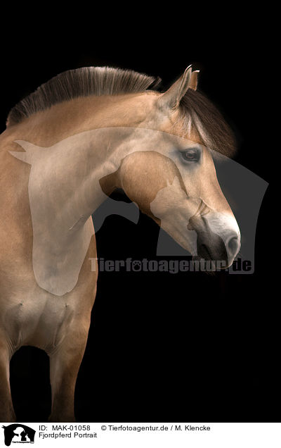Fjordpferd Portrait / Fjord Horse Portrait / MAK-01058