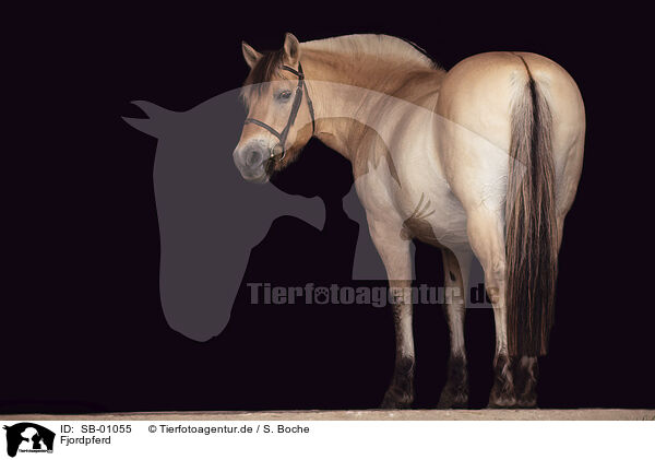 Fjordpferd / Fjordhorses / SB-01055