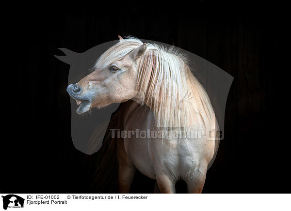 Fjordpferd Portrait / Fjord horse portrait / IFE-01002