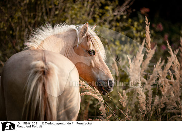 Fjordpferd Portrait / Fjord horse portrait / IFE-01003