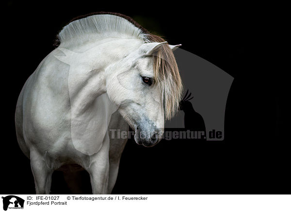 Fjordpferd Portrait / Fjord horse portrait / IFE-01027