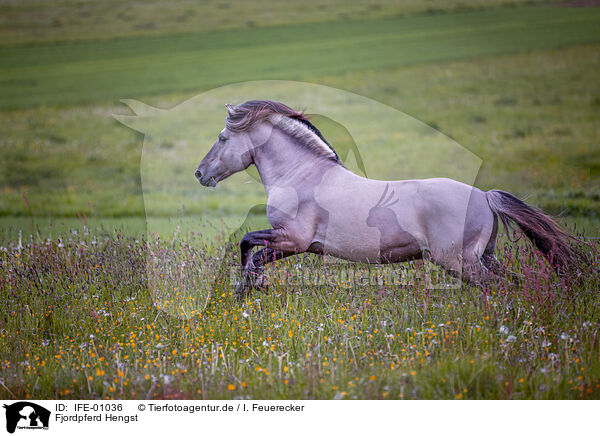 Fjordpferd Hengst / Fjord horse stallion / IFE-01036