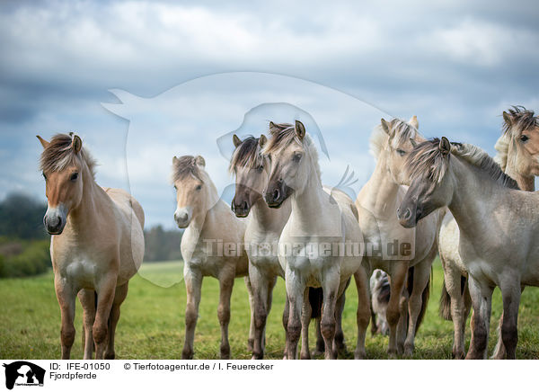 Fjordpferde / Fjord horses / IFE-01050