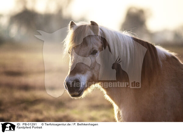 Fjordpferd Portrait / Fjord horse portrait / PB-01291