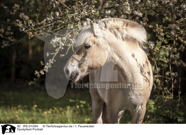 Fjordpferd Portrait / Fjord horse portrait / IFE-01094