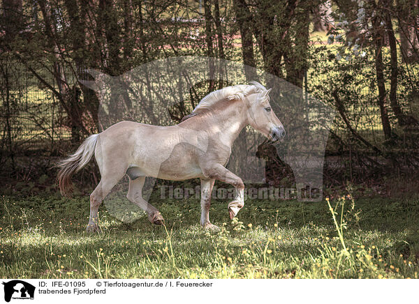 trabendes Fjordpferd / trotting Fjord horse / IFE-01095