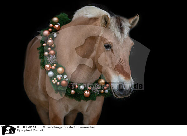 Fjordpferd Portrait / Fjord horse portrait / IFE-01145