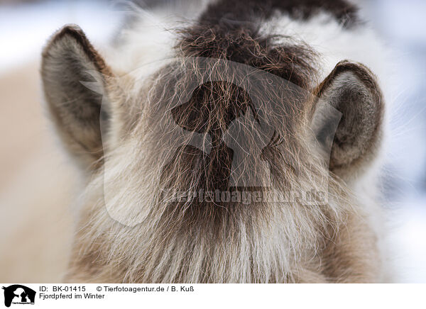 Fjordpferd im Winter / Fjord horse in winter / BK-01415