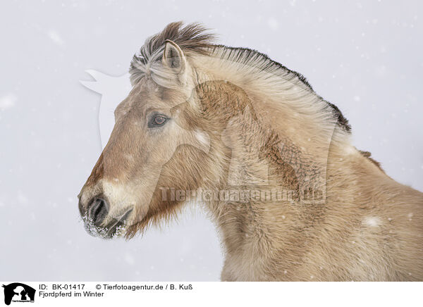 Fjordpferd im Winter / BK-01417