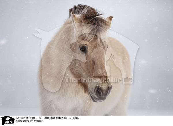 Fjordpferd im Winter / BK-01418