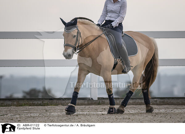 Fjordpferd Stute / female Fjord horse / ABR-01122