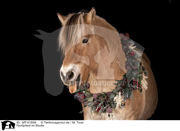 Fjordpferd im Studio / Fjord horse in studio / MT-01898