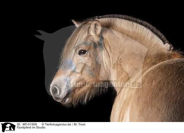 Fjordpferd im Studio / Fjord horse in studio / MT-01906
