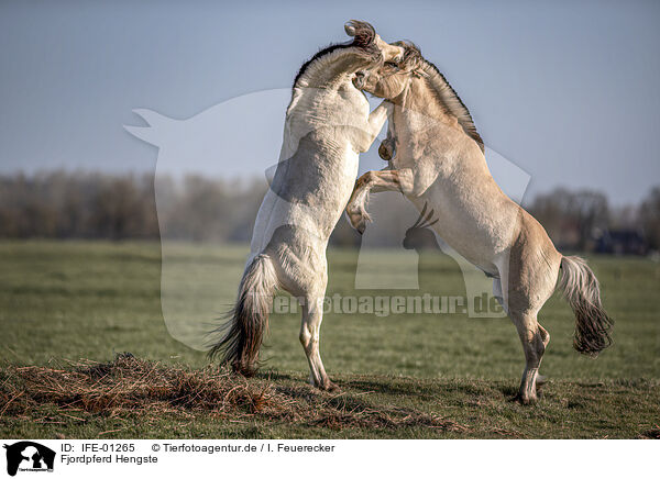 Fjordpferd Hengste / Fjord hose stallions / IFE-01265