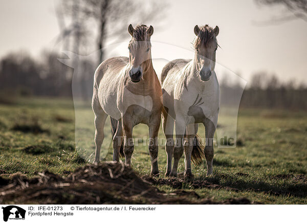 Fjordpferd Hengste / Fjord hose stallions / IFE-01273