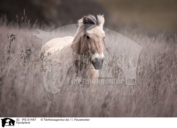 Fjordpferd / Fjordhorse / IFE-01487