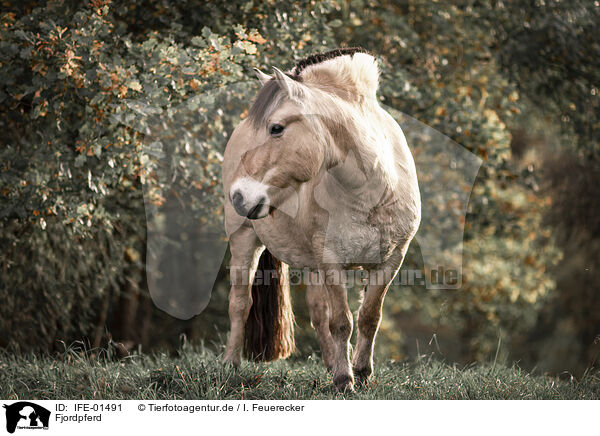 Fjordpferd / Fjordhorse / IFE-01491