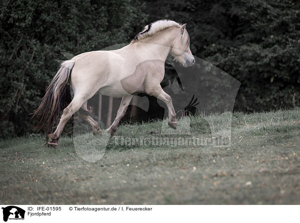 Fjordpferd / Fjord horse / IFE-01595
