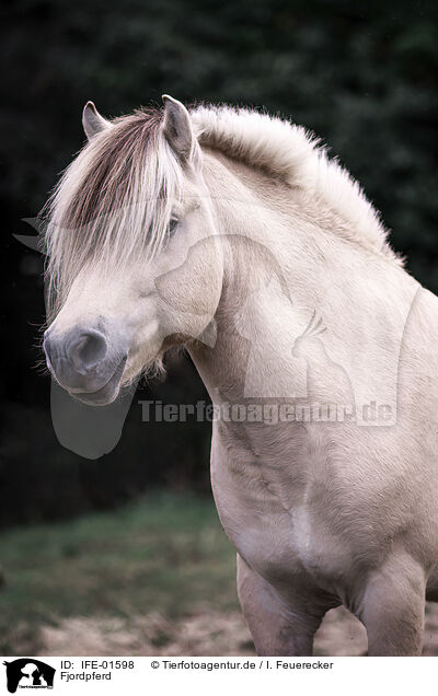 Fjordpferd / Fjord horse / IFE-01598