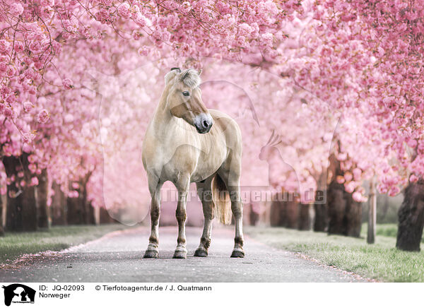 Norweger / Fjord Horse / JQ-02093