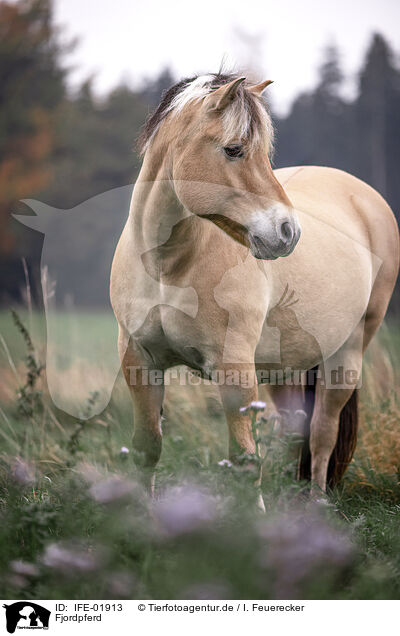 Fjordpferd / IFE-01913