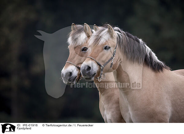 Fjordpferd / Fjordhorse / IFE-01916