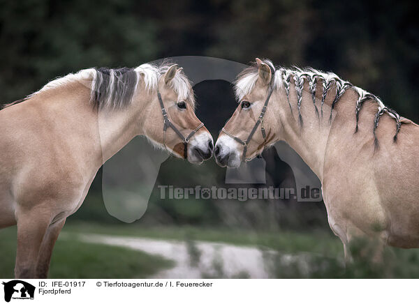 Fjordpferd / IFE-01917