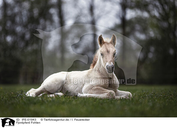 Fjordpferd Fohlen / Fjord horse foal / IFE-01943