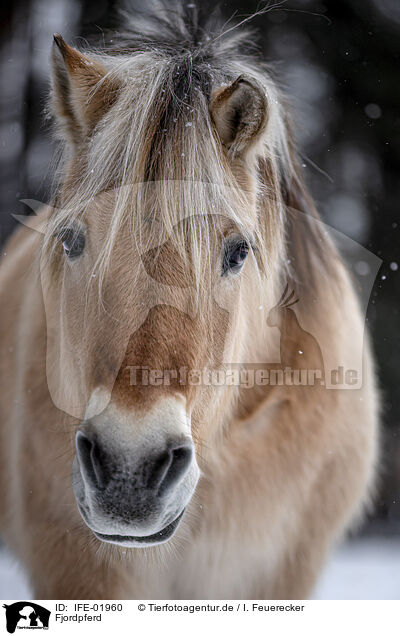 Fjordpferd / Fjord Horse / IFE-01960