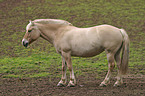 stehendes Fjordpferd Rotfalbe