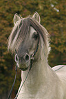 Fjordpferde Hengst im Portrait