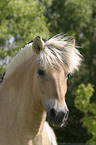 Fjordpferd Portrait