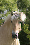 Fjordpferd Portrait