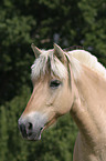 Fjordpferd Portrait