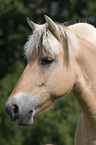 Fjordpferd Portrait