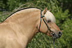 Hengst Skagen Portrait