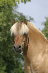 Hengst Skagen Portrait