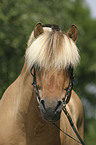 Hengst Skagen Portrait