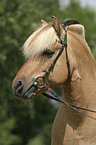 Hengst Skagen Portrait