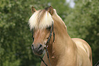 Hengst Skagen Portrait