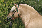 Hengst Skagen Portrait