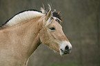 Norweger Portrait