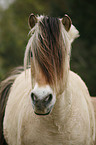 Norweger Portrait