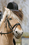 Pferd mit Helm